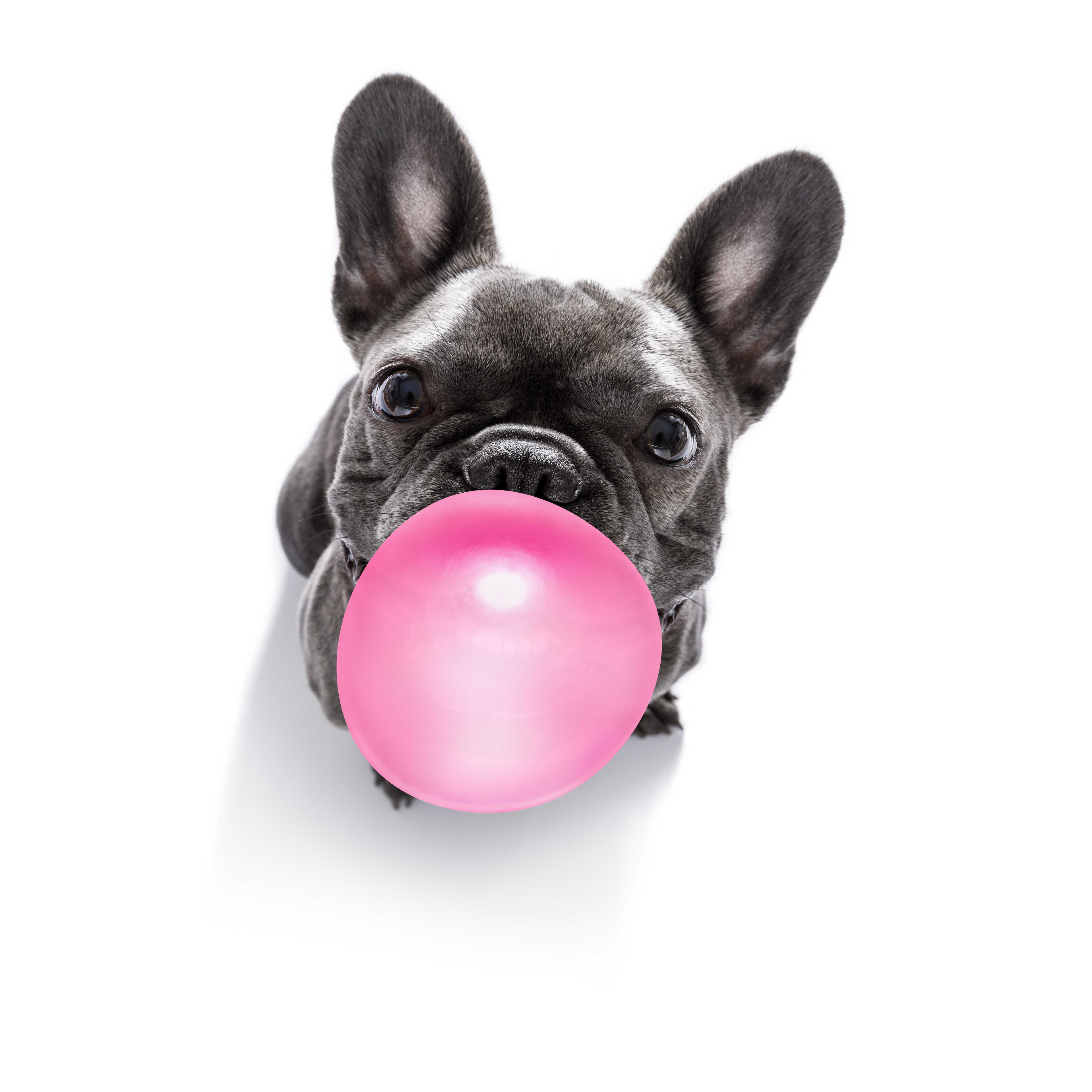 Bubble Bubble